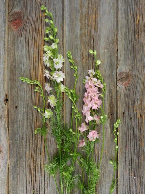 LIGHT PINK LARKSOPUR